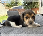 Small Photo #7 Beagle Puppy For Sale in COLORADO SPRINGS, CO, USA