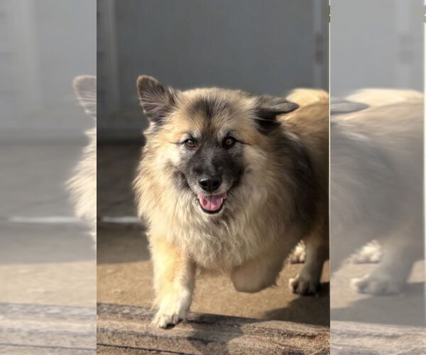 Medium Photo #1 Mutt Puppy For Sale in Agoura Hills, CA, USA