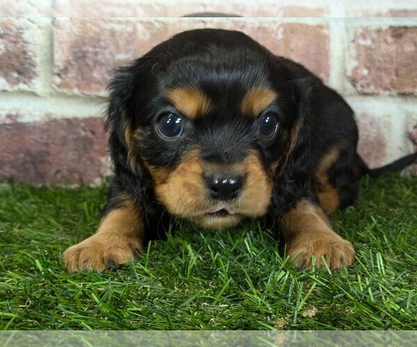 Medium Photo #12 Cavalier King Charles Spaniel Puppy For Sale in MOBERLY, MO, USA