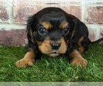 Small #11 Cavalier King Charles Spaniel