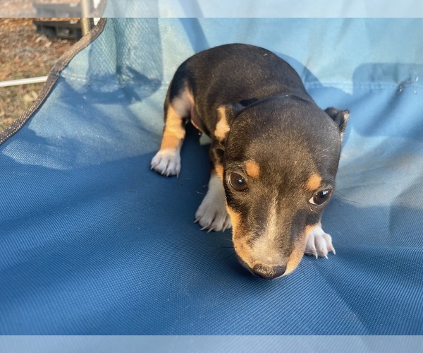 Medium Photo #1 Rat Terrier Puppy For Sale in WHITAKERS, NC, USA
