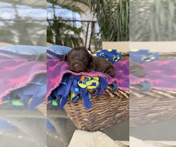 Medium Photo #6 Labradoodle Puppy For Sale in FRESNO, CA, USA