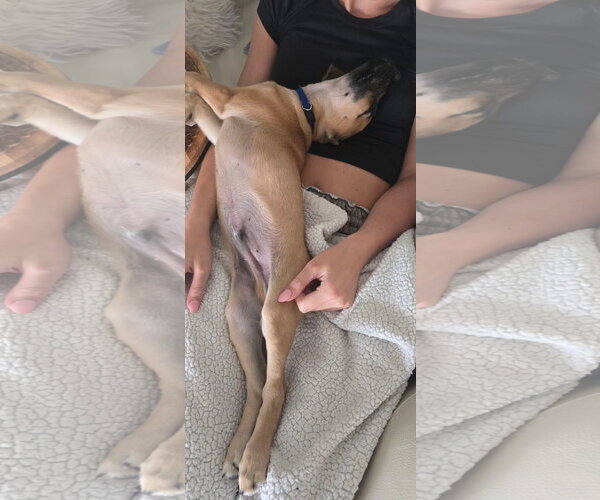 Medium Photo #4 American Pit Bull Terrier-Unknown Mix Puppy For Sale in Germantown, OH, USA