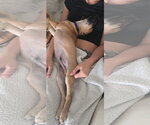 Small #3 American Pit Bull Terrier Mix