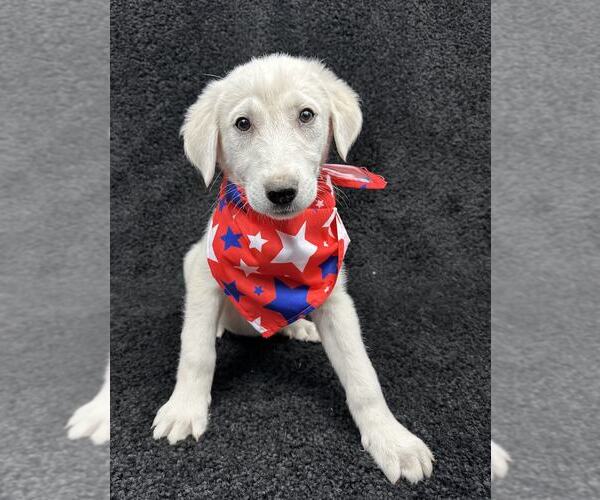 Medium Photo #4 Great Pyrenees-Unknown Mix Puppy For Sale in Grafton, WI, USA