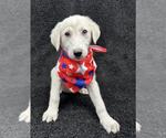 Small #3 Great Pyrenees Mix