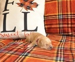 Small Photo #4 Golden Labrador Puppy For Sale in MARYVILLE, MO, USA