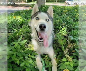 Siberian Husky Dogs for adoption in Sacramento, CA, USA