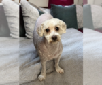 Small #1 Maltipoo