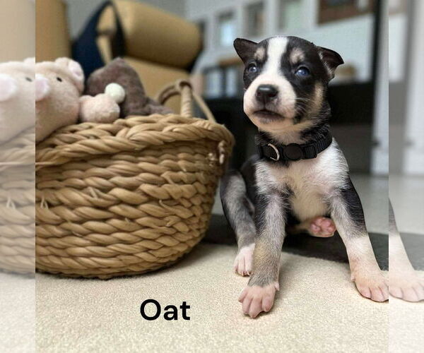 Medium Photo #3 Borador Puppy For Sale in GILBERTS, IL, USA