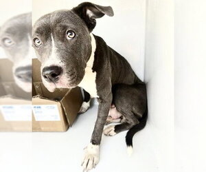 Mutt Dogs for adoption in Houston, TX, USA