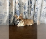 Small #5 Pembroke Welsh Corgi