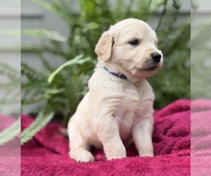 Medium Golden Retriever