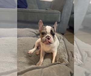 French Bulldog Puppy for sale in ORLANDO, FL, USA