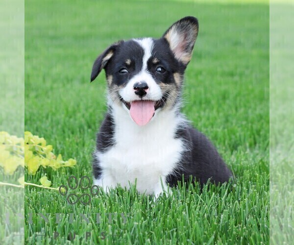 Medium Photo #4 Pembroke Welsh Corgi Puppy For Sale in PALMYRA, PA, USA