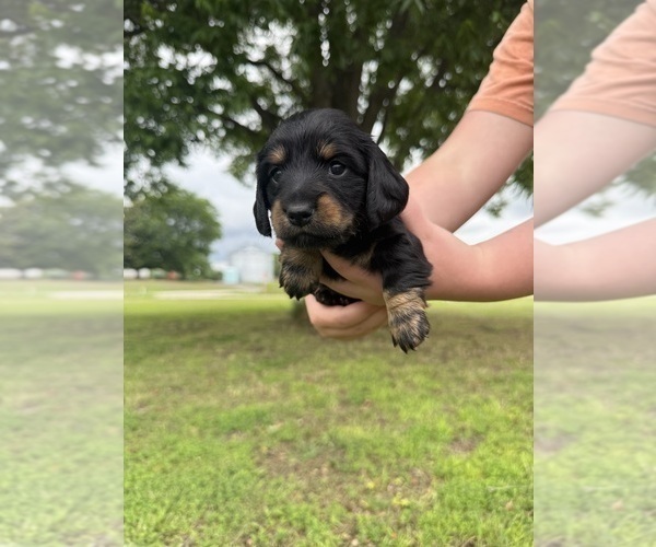 Medium Photo #3 Dachshund Puppy For Sale in ALAMO, TN, USA