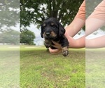 Small #2 Dachshund