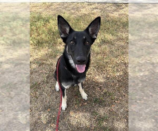 Medium Photo #1 German Shepherd Dog Puppy For Sale in Corpus Christi, TX, USA