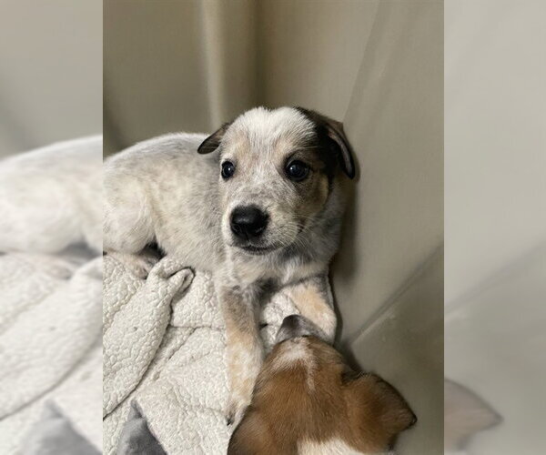 Medium Photo #1 Mutt Puppy For Sale in Plano, TX, USA