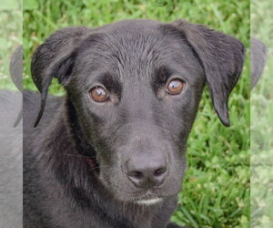 Border Collie-Unknown Mix Dogs for adoption in Huntley, IL, USA