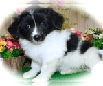 Small #4 Border Collie-Rat Terrier Mix