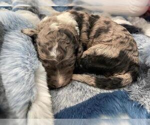 Sheepadoodle Puppy for Sale in NEW BALTIMORE, Michigan USA