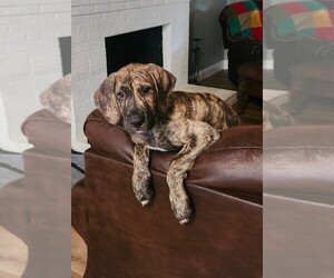 Irish Dane Puppy for sale in MORRISTOWN, TN, USA
