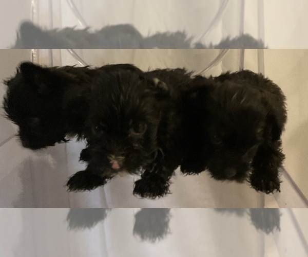 Medium Photo #3 Yorkshire Terrier Puppy For Sale in NORFOLK, VA, USA