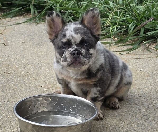 Medium Photo #2 French Bulldog Puppy For Sale in NEWPORT NEWS, VA, USA