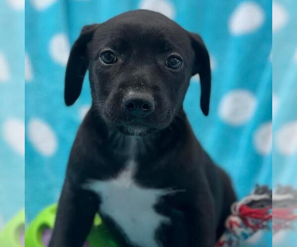 Medium Photo #2 Labrador Retriever-Unknown Mix Puppy For Sale in San Diego, CA, USA