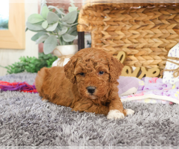 Medium Photo #30 Goldendoodle Puppy For Sale in SYRACUSE, IN, USA