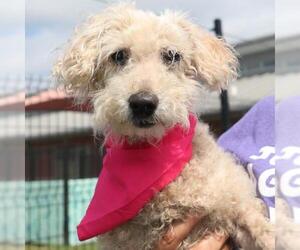 Poodle (Miniature) Dogs for adoption in San Antonio, TX, USA