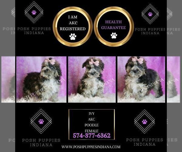 Medium Photo #35 Poodle (Miniature) Puppy For Sale in WARSAW, IN, USA