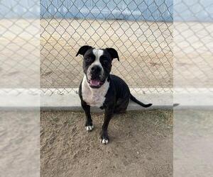 American Pit Bull Terrier Dogs for adoption in Bakersfield, CA, USA