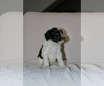 Puppy Elinor Bernedoodle