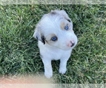 Puppy Darla Australian Shepherd