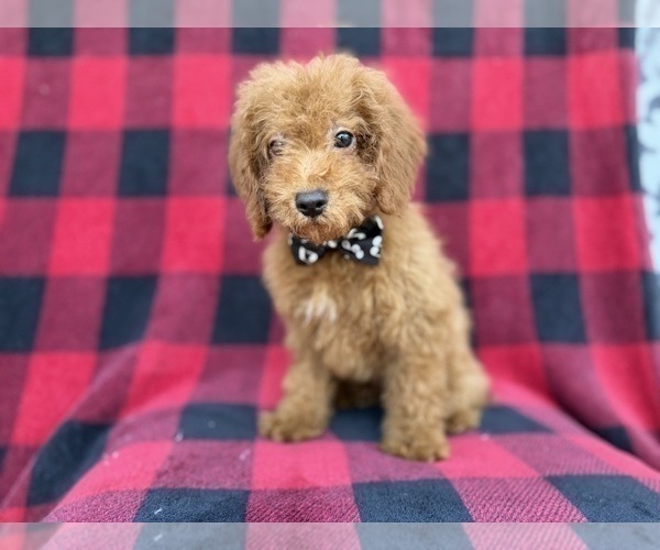 Medium Photo #3 Cock-A-Poo Puppy For Sale in LAKELAND, FL, USA