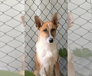 Mutt Dogs for adoption in Elmsford, NY, USA