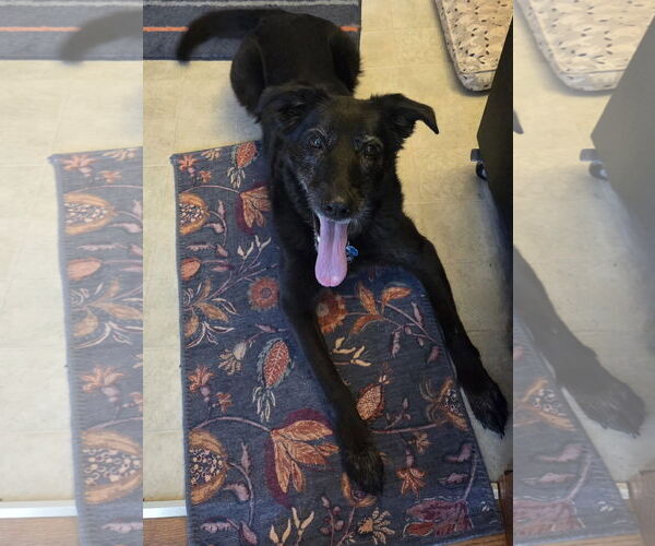 Medium Photo #16 Shepradors Puppy For Sale in Princeton, MN, USA