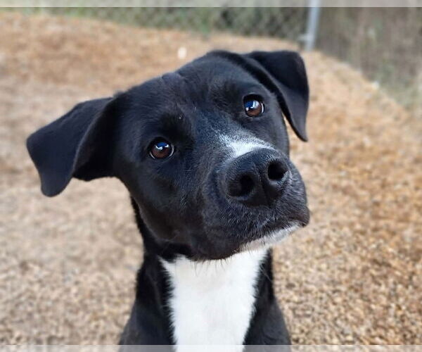 Medium Photo #1 Mutt Puppy For Sale in Anniston, AL, USA