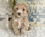 Small Photo #5 Australian Labradoodle Puppy For Sale in WASHINGTON, NC, USA