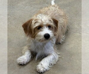 Norfolk Terrier-Unknown Mix Dogs for adoption in Canton, CT, USA