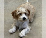 Small Norfolk Terrier Mix