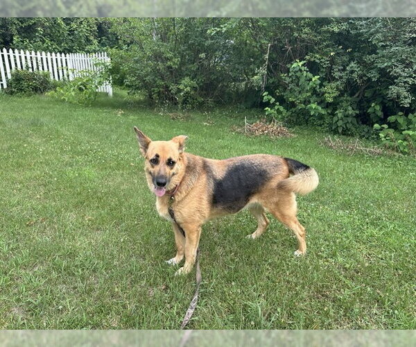 Medium Photo #1 Mutt Puppy For Sale in Brooklyn Center, MN, USA