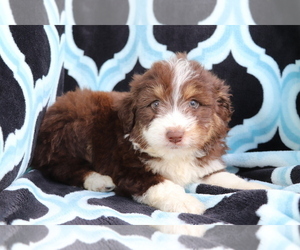 Aussiedoodle Miniature Puppy for sale in SHILOH, OH, USA