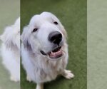 Small #7 Great Pyrenees Mix