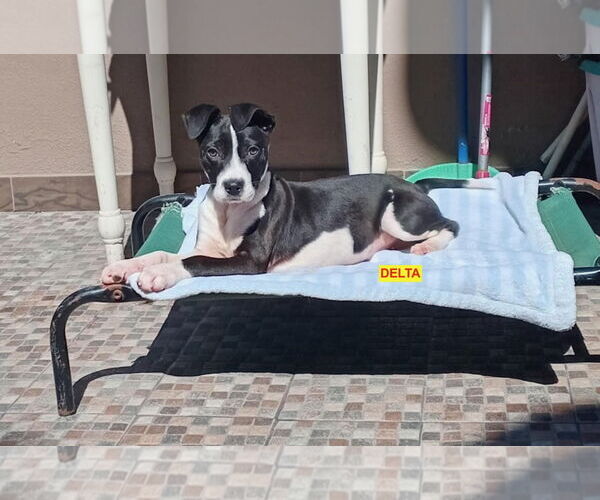 Medium Photo #1 American Pit Bull Terrier-Labrador Retriever Mix Puppy For Sale in Woodland Hills, CA, USA