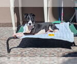 Small American Pit Bull Terrier-Labrador Retriever Mix