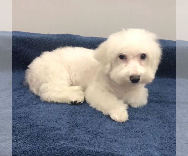 Medium Photo #2 Bichon Frise Puppy For Sale in Lincolnwood, IL, USA