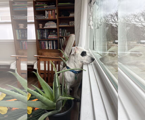 Medium Photo #15 Miniature English Bulldach Puppy For Sale in Minneapolis, MN, USA